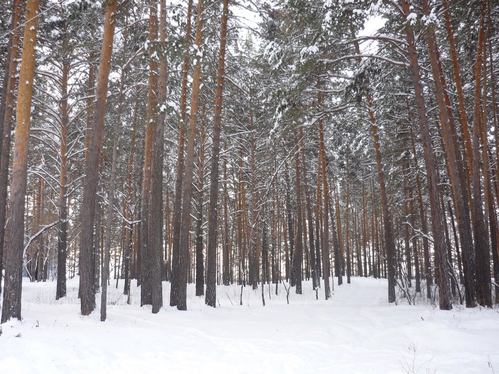 Железногорск, лесопарковая зона
