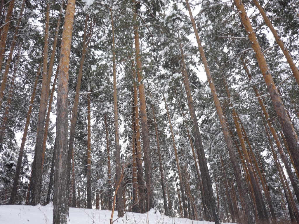 Железногорск, лесопарковая зона