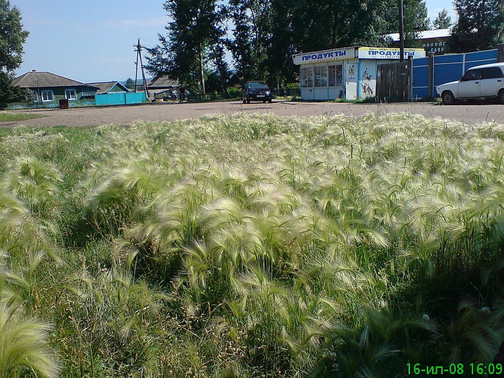 ковыль
