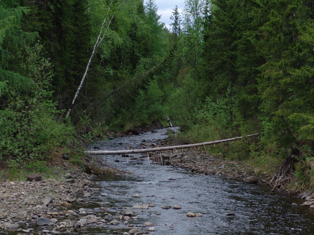 Forest river