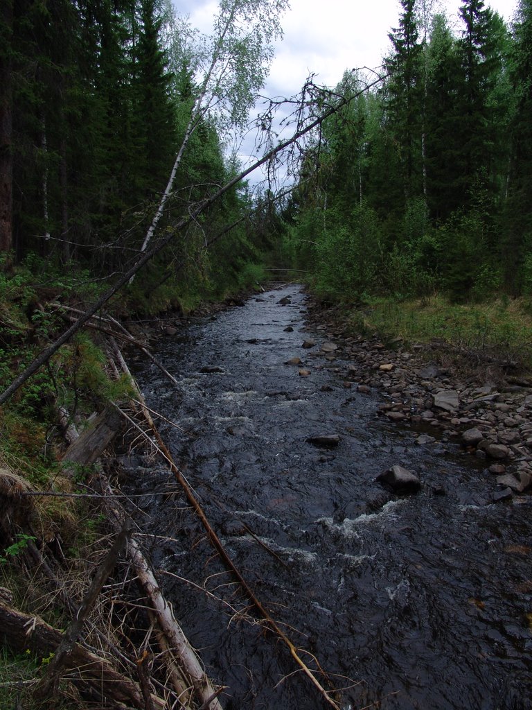 Forest river