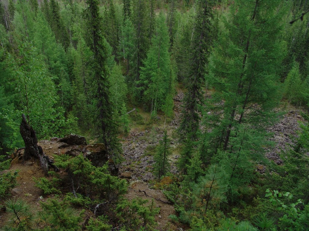 North tayga