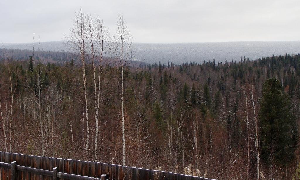 Тайга. Taiga.