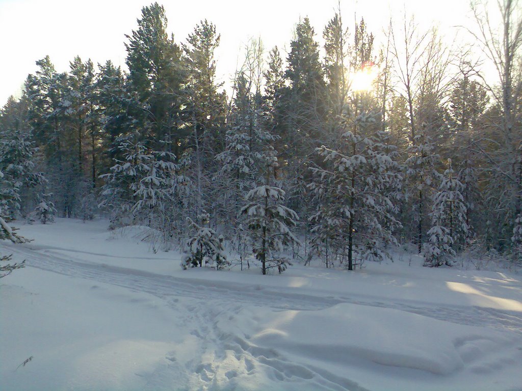 Сосняк