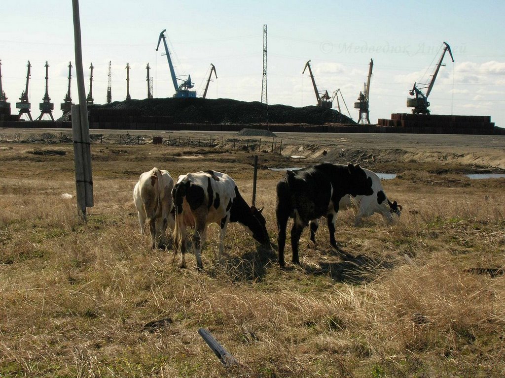 Коровы и краны
