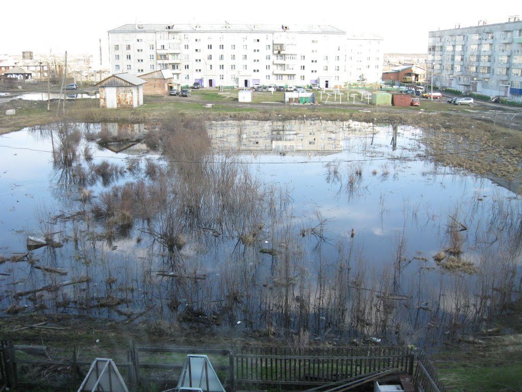 Болото / Swamp