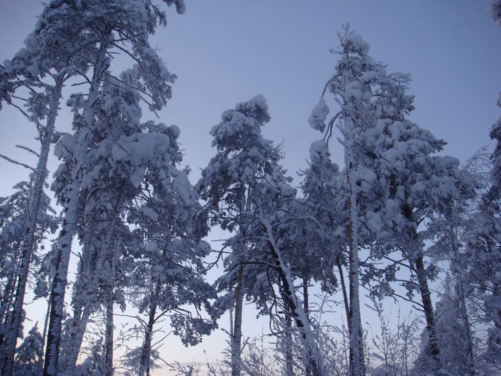 Winter Siberian forest