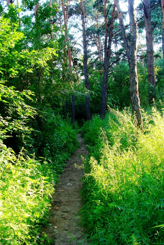 Тропинка в парке. Footpath in the park.