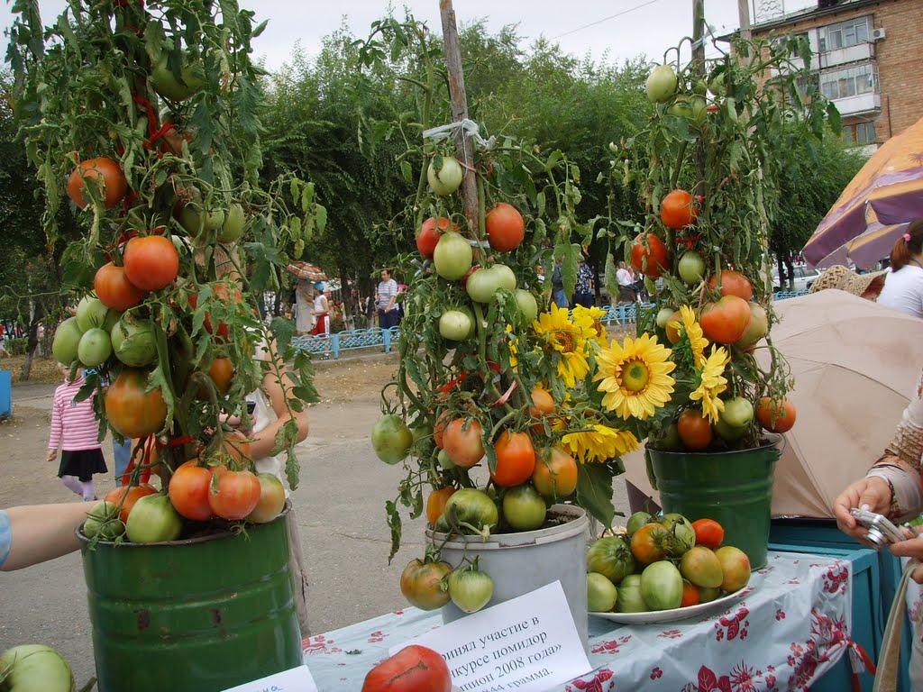День помидора 2008 год (Day of tomatoes in 2008)