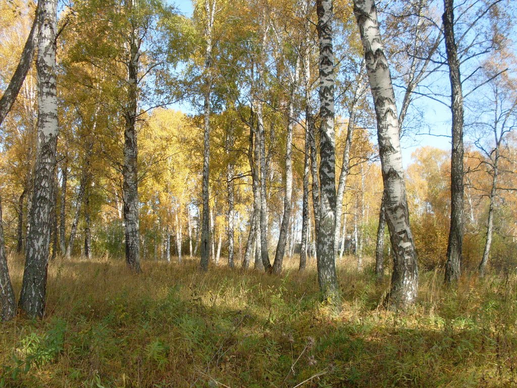 Берёзовая роща