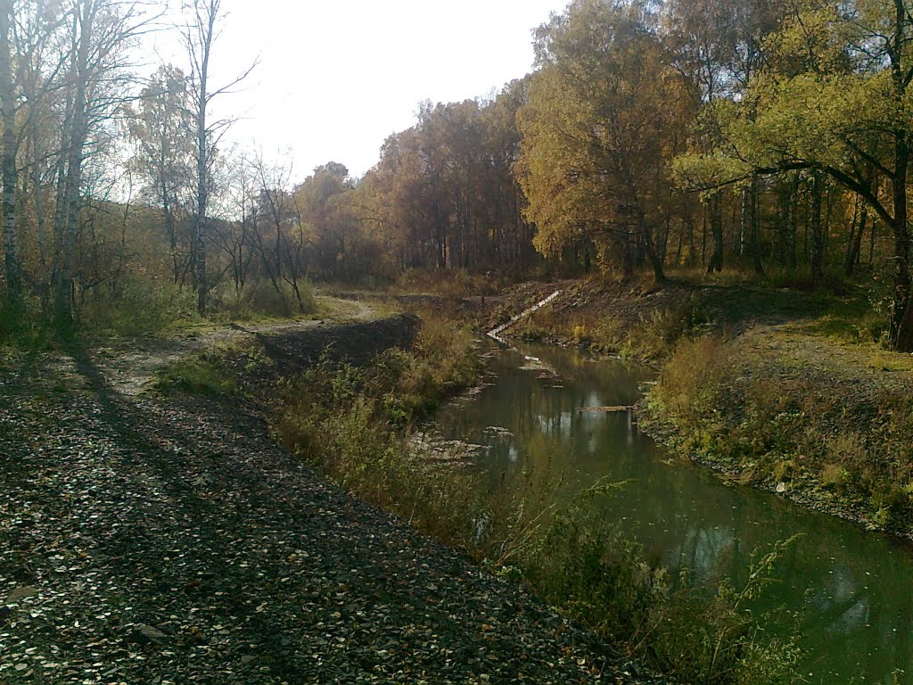 Березовая роща