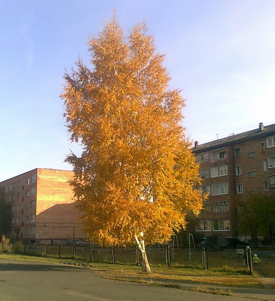 Береза во дворе.