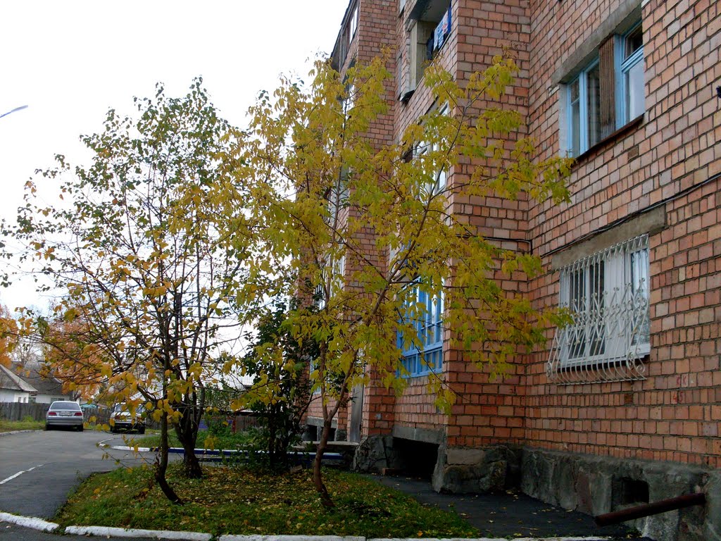 Школьная д.8