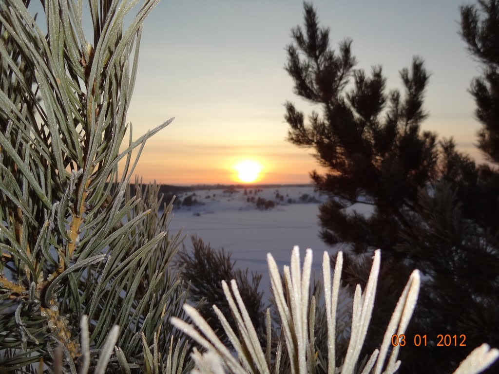 Закат. Сосна. _2012/01/03_