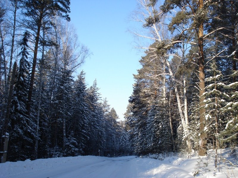 Сибирская тайга