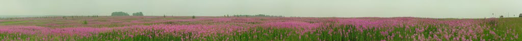 Cars on the road. Epilobium. Иван-чай