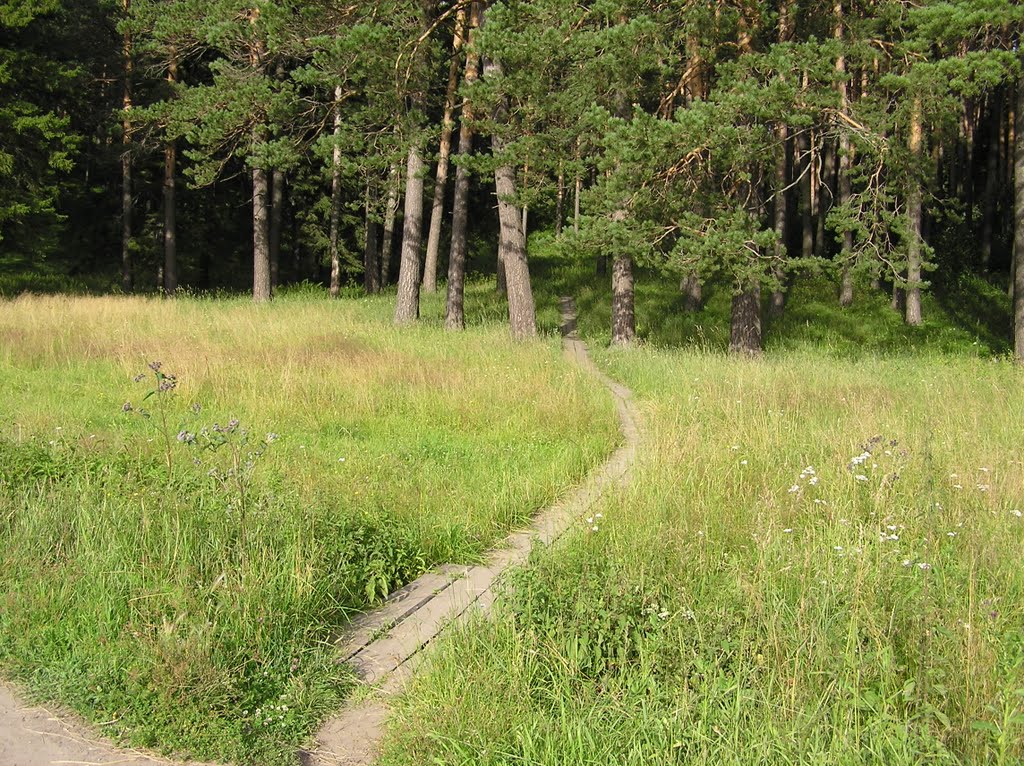 Дорожка в бор