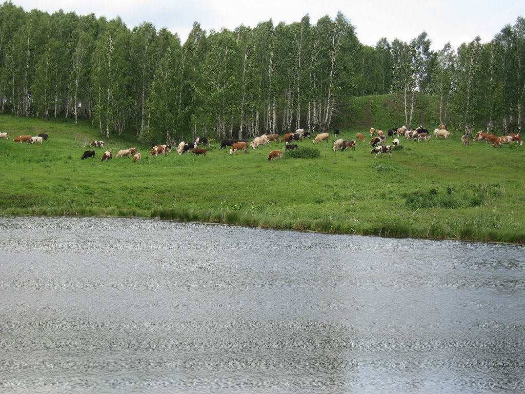 Cows on the lake coast