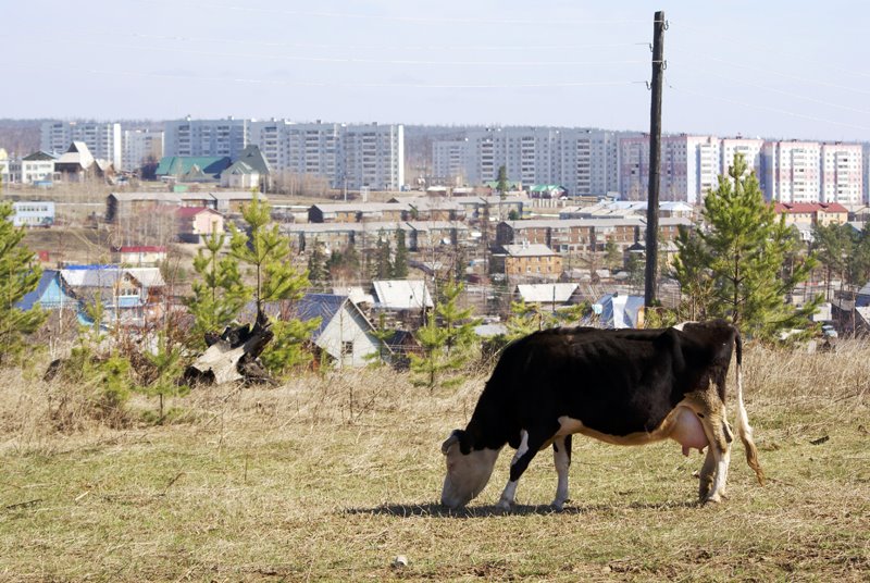 Кодинск