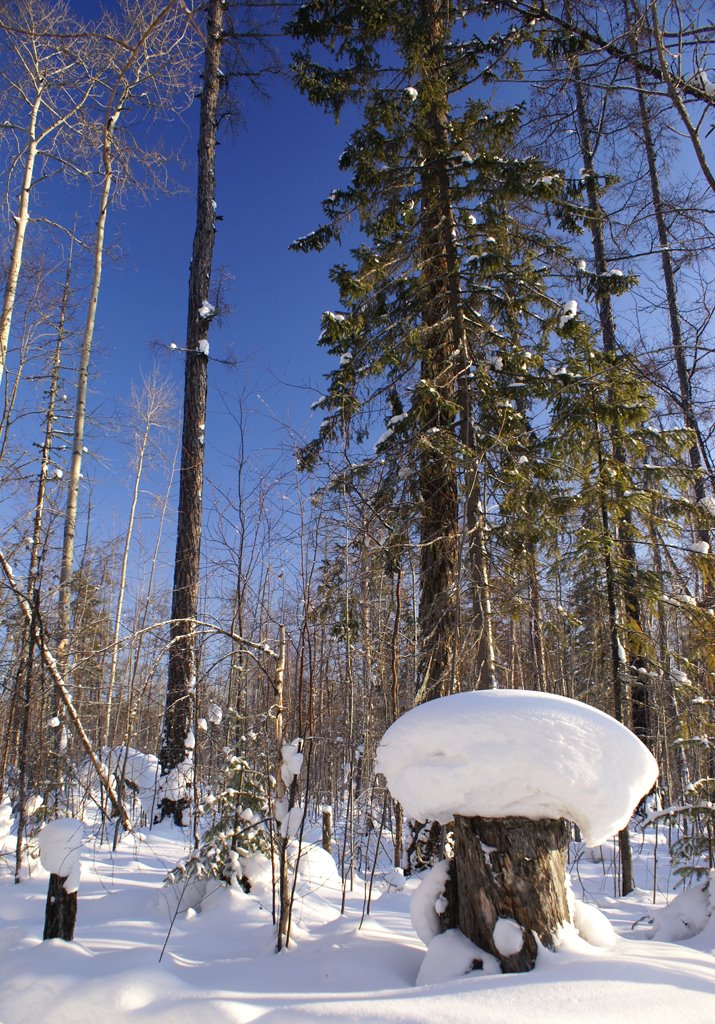 Кодинск