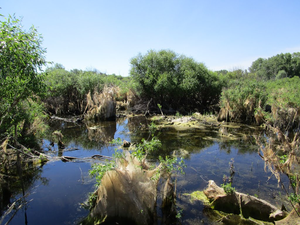 Болото (swamp)