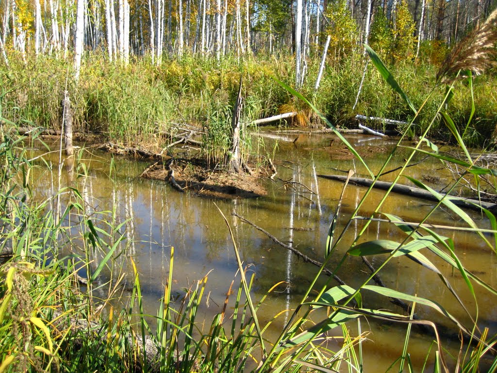 Болото (swamp)
