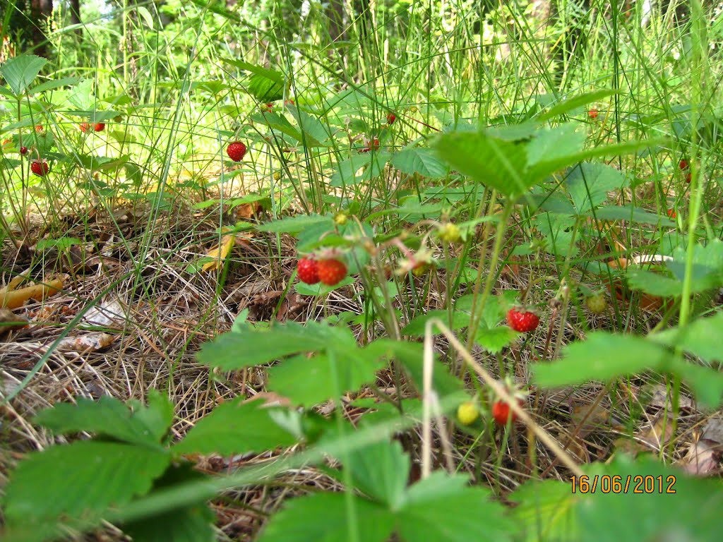 Земляника в лесу (strawberries in the woods)