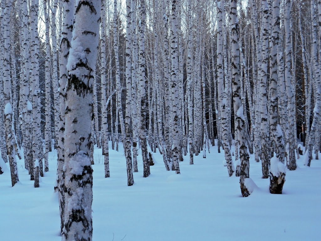 Зимний лес