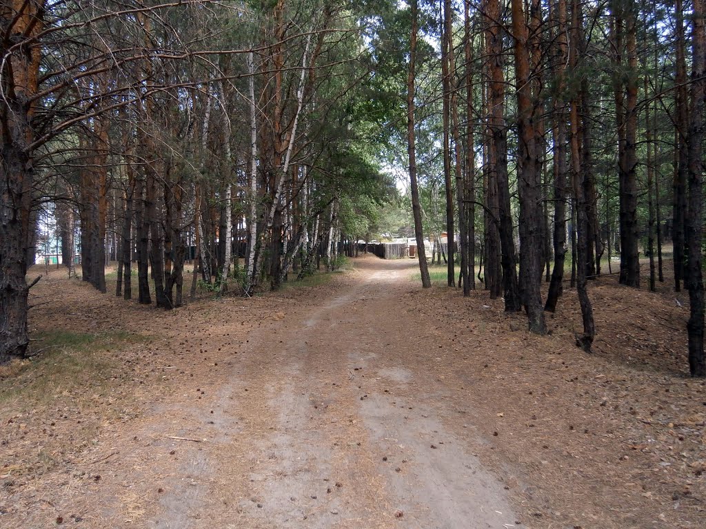 дорожка к особняку в лесу