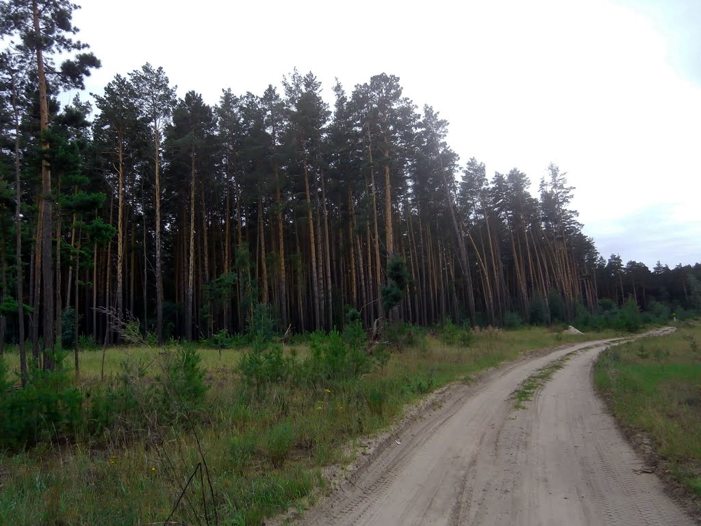 дорожка у леса