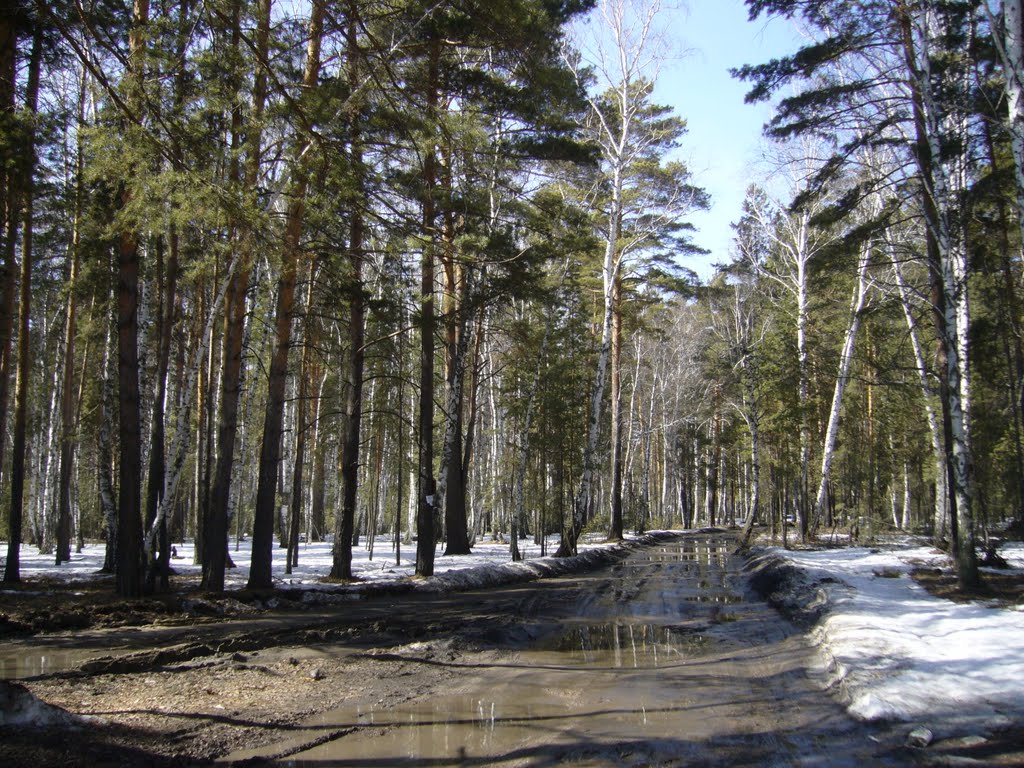 Курган  (лес)