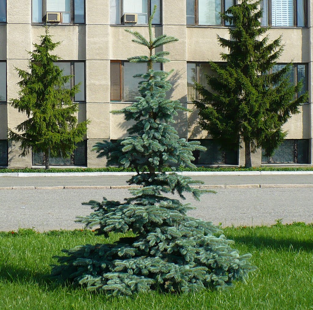 Ель возле Администрации города