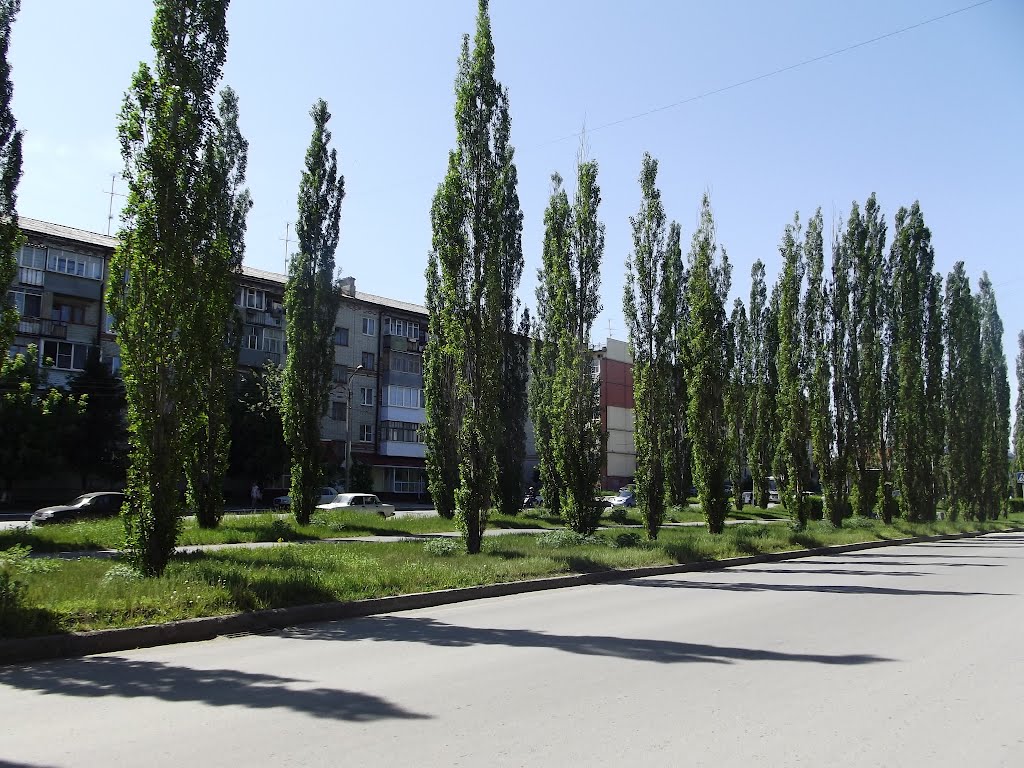 Шадринск. Тополя на ул.Свердлова.