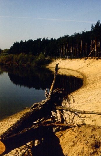 Sand & pines