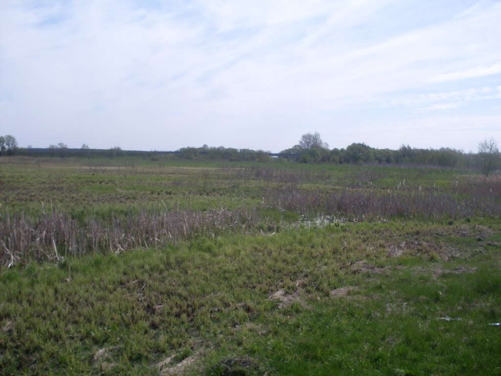 meadow