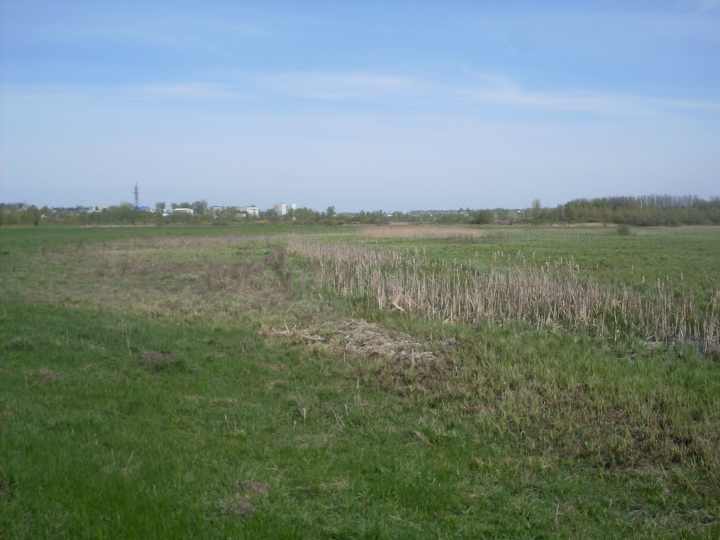 meadow