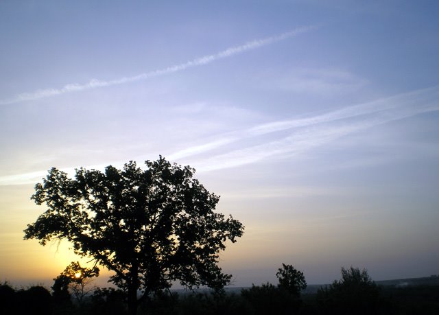 Oak tree @ sunrise