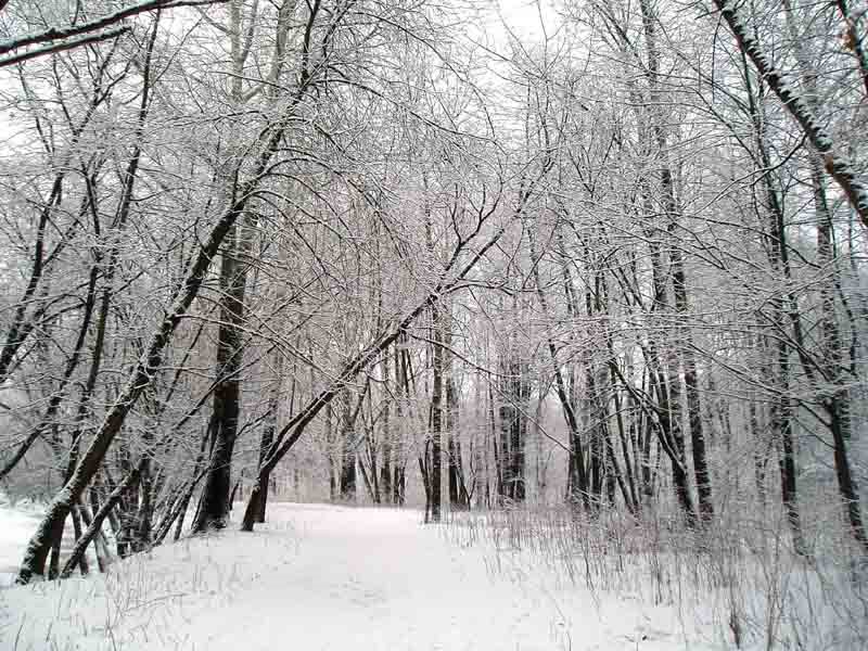After the night snowfall