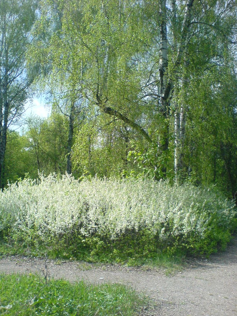 boevka