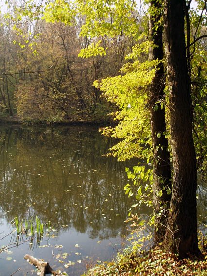 golden linden above autumn waters