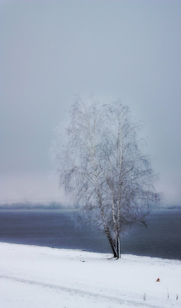 Winter tree