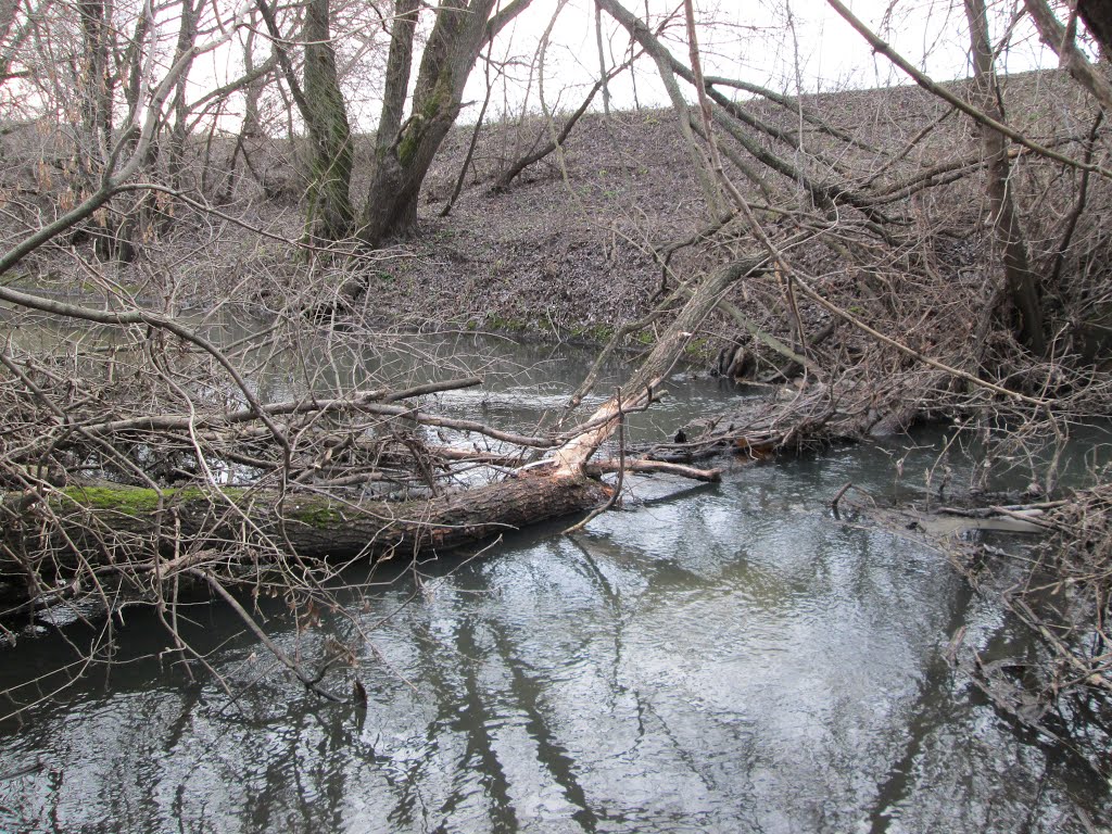 Речка Грайворонка, подпруженная бобровой плотиной, возле д. Дицево