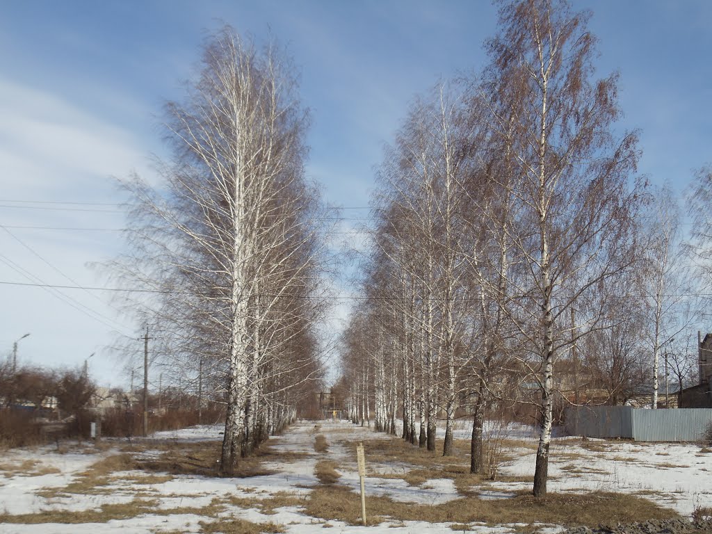 Берёзы