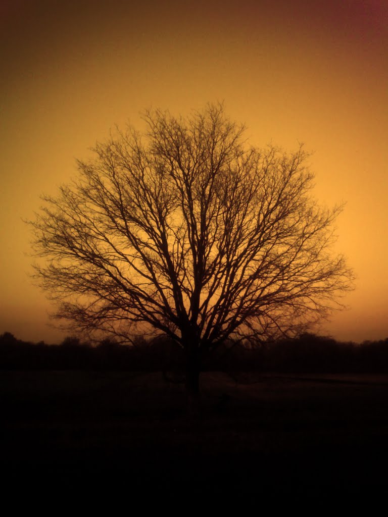 Tree of knowledge