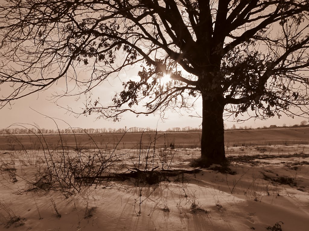 Large oak tree