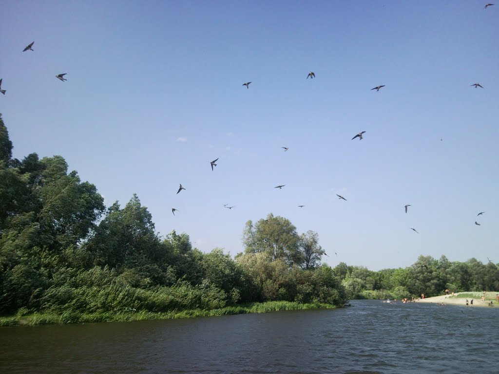 Russia. Kursk region. The river Seym. The swallows.