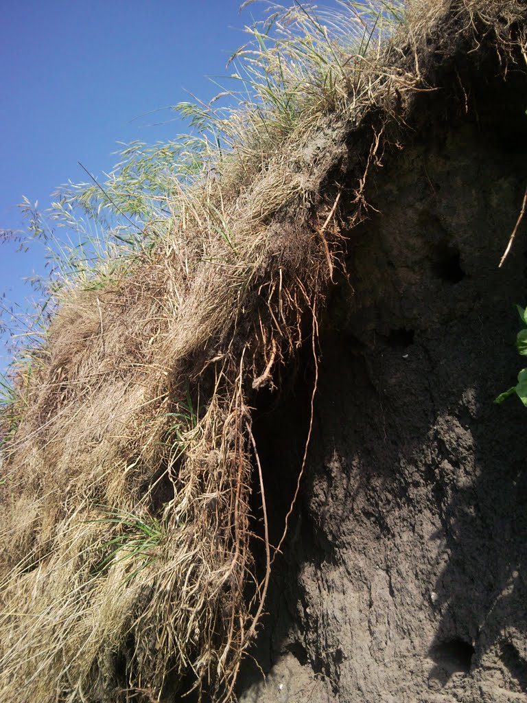 Russia. Kursk region. The river Seym. Nests of swallows.