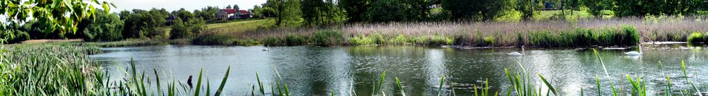 Swans on a pond Лебеди на пруду