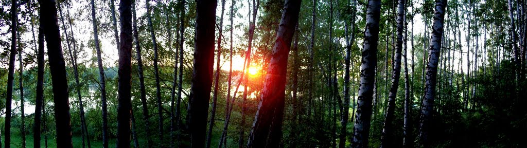 Sunset in birch wood Закат в берёзовом лесу