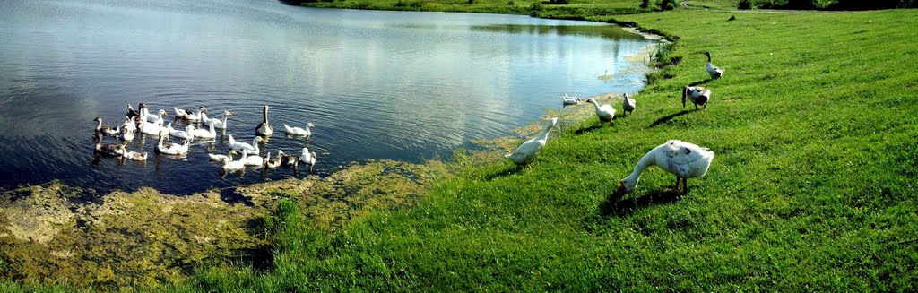 Geese on a pond Гуси на пруду
